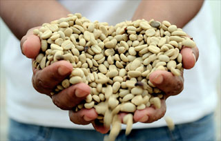 illy Sustainable Value Report