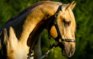 Lusitano Northwest