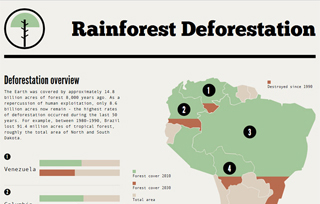 Rainforest Deforestation